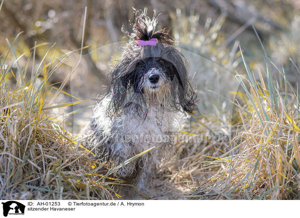 sitzender Havaneser / sitting Havanese / AH-01253