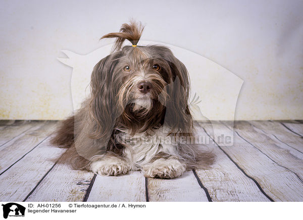 liegender Havaneser / lying Havanese / AH-01256
