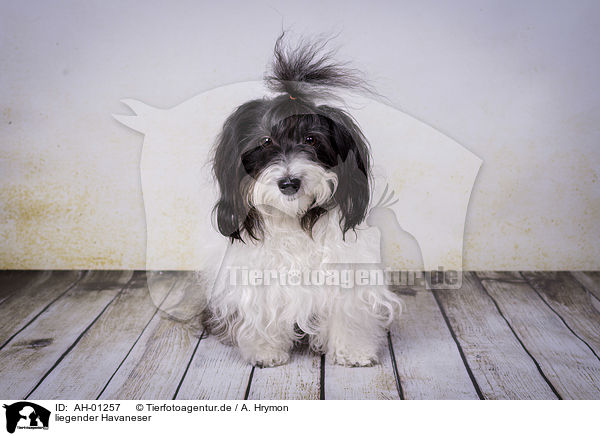 liegender Havaneser / lying Havanese / AH-01257