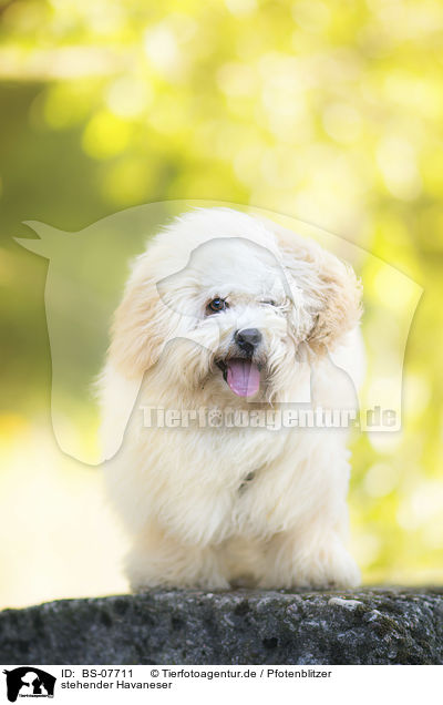 stehender Havaneser / standing Havanese / BS-07711