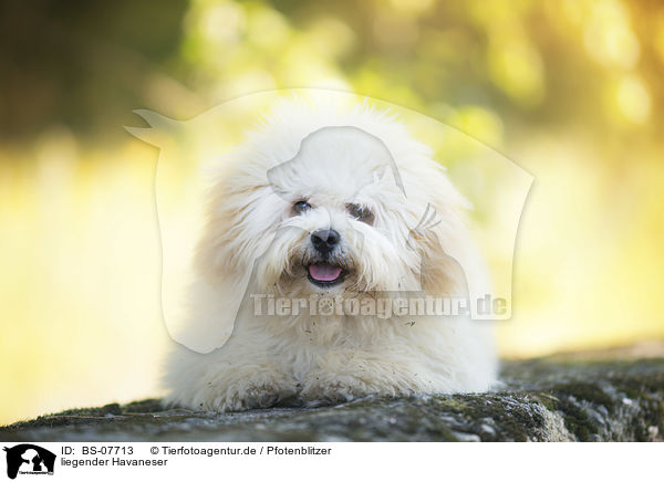 liegender Havaneser / lying Havanese / BS-07713