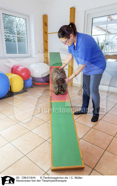 Havaneser bei der Tierphysiotherapie / Havanese in animal physiotherapy / CM-01844