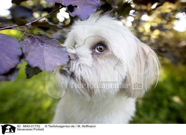 Havaneser Portrait / Havanese Portrait / MHO-01752