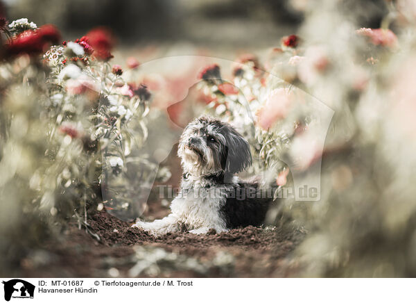 Havaneser H�ndin / female Havanese / MT-01687