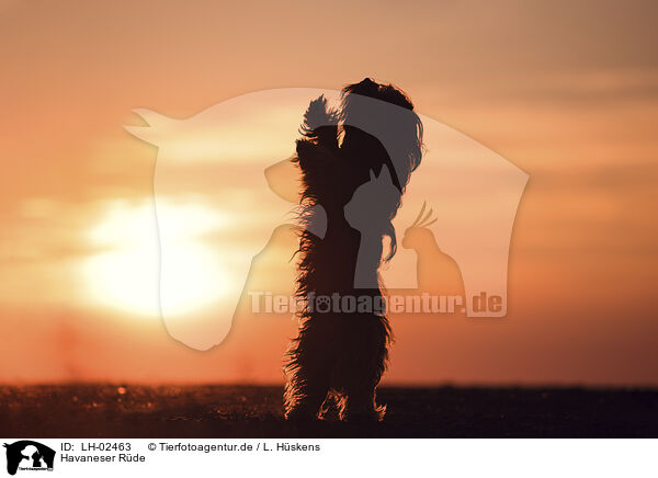 Havaneser R�de / male Havanese / LH-02463