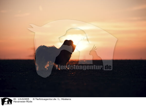 Havaneser R�de / male Havanese / LH-02465