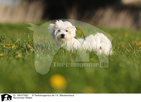 Havaneser Welpe / Havanese Puppy / KB-07983