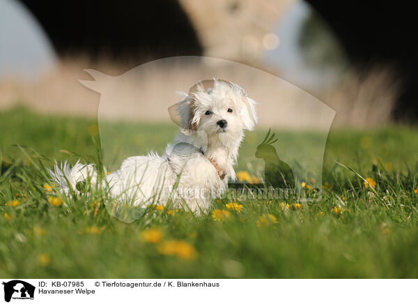 Havaneser Welpe / Havanese Puppy / KB-07985
