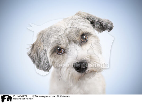Havaneser H�ndin / female Havanese / NC-02721