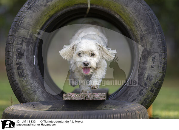 ausgewachsener Havaneser / adult Havanese / JM-13333