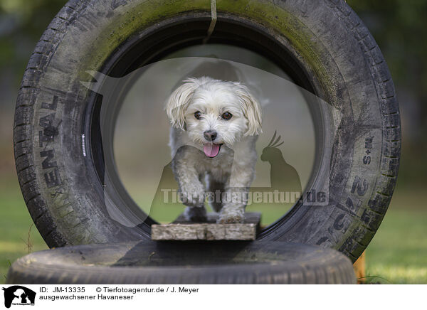 ausgewachsener Havaneser / adult Havanese / JM-13335