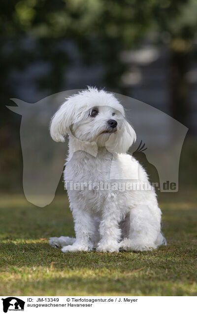 ausgewachsener Havaneser / adult Havanese / JM-13349