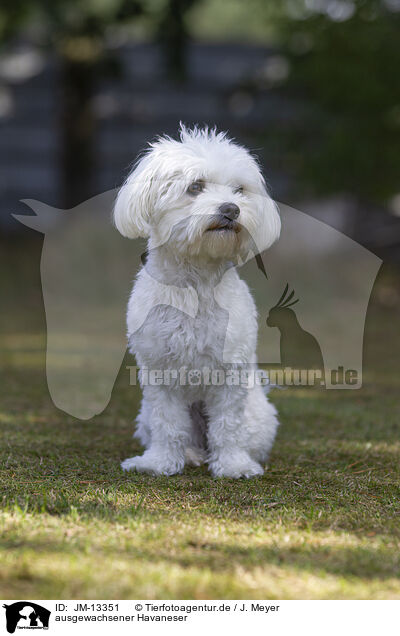 ausgewachsener Havaneser / adult Havanese / JM-13351