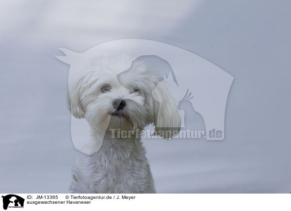 ausgewachsener Havaneser / adult Havanese / JM-13365