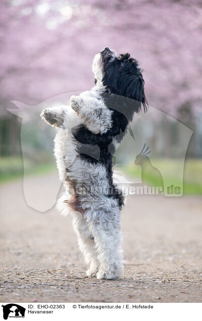 Havaneser / Havanese / EHO-02363