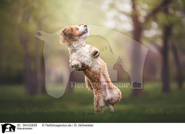 Havaneser / Havanese / DH-02826