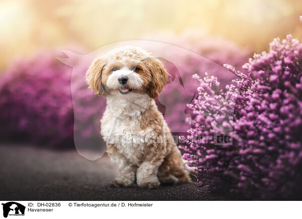 Havaneser / Havanese / DH-02836