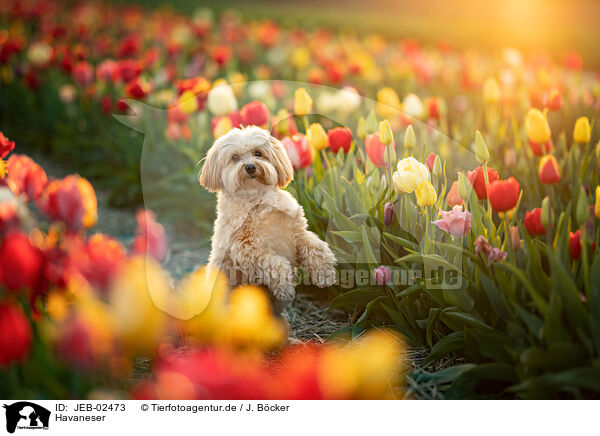 Havaneser / Havanese / JEB-02473