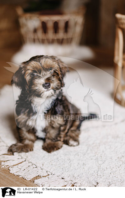 Havaneser Welpe / Havanese Puppy / LR-01422