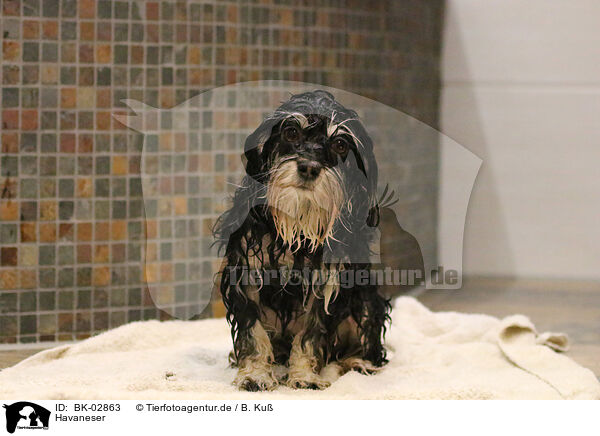 Havaneser / Havanese / BK-02863