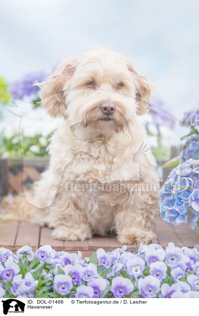 Havaneser / Havanese / DOL-01466