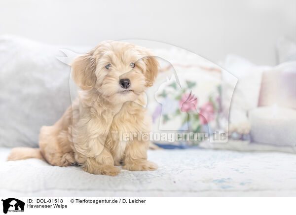 Havaneser Welpe / Havanese Puppy / DOL-01518