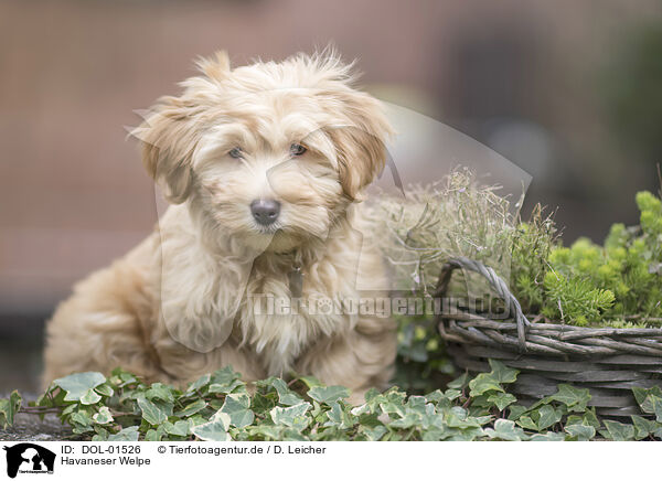 Havaneser Welpe / Havanese Puppy / DOL-01526