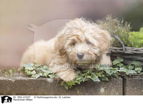 Havaneser Welpe / Havanese Puppy / DOL-01527