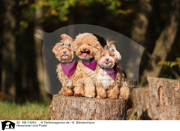 Havaneser und Pudel / Havanese and Poodle / KB-13263