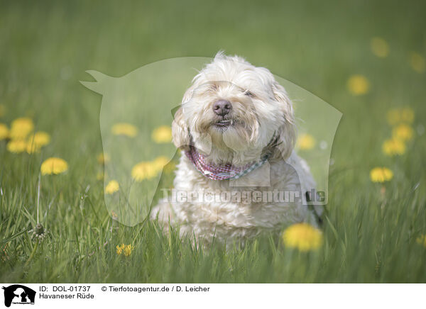 Havaneser Rde / male Havanese / DOL-01737