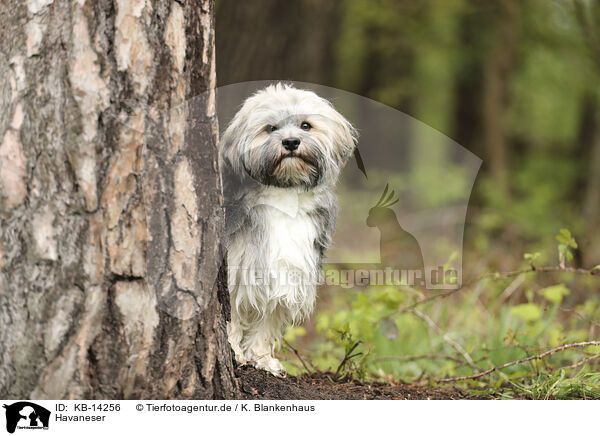 Havaneser / Havanese / KB-14256