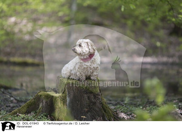 Havaneser / Havanese / DOL-01943