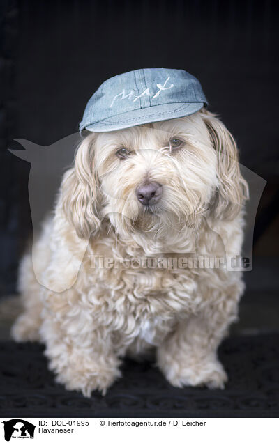 Havaneser / DOL-01995