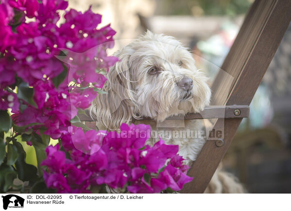 Havaneser Rde / male Havanese / DOL-02095