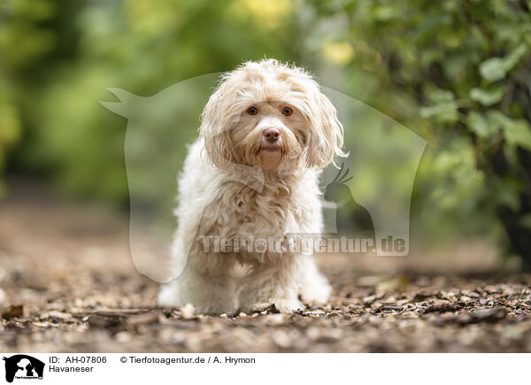 Havaneser / AH-07806