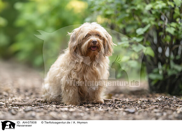 Havaneser / AH-07808