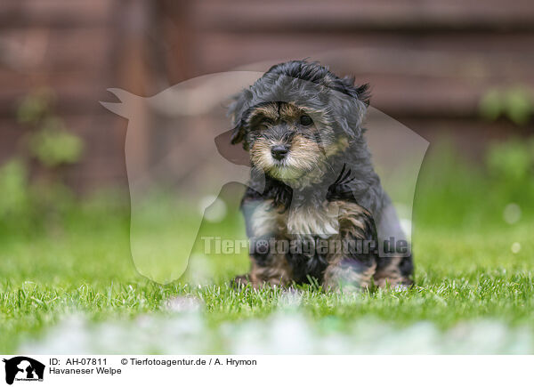 Havaneser Welpe / Havanese puppy / AH-07811