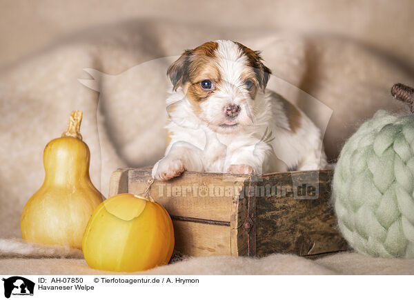 Havaneser Welpe / Havanese puppy / AH-07850