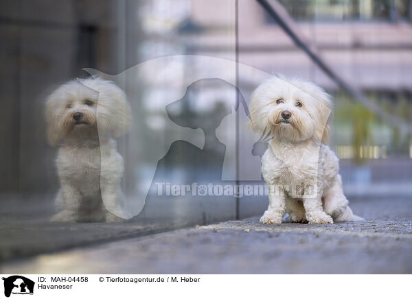 Havaneser / Havanese / MAH-04458