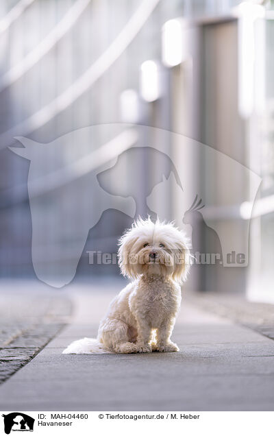 Havaneser / Havanese / MAH-04460
