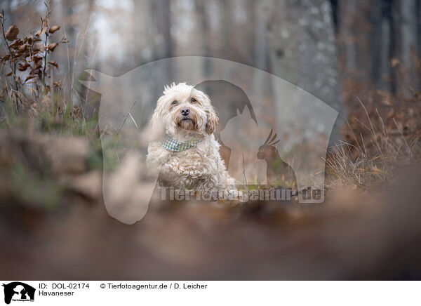 Havaneser / Havanese / DOL-02174