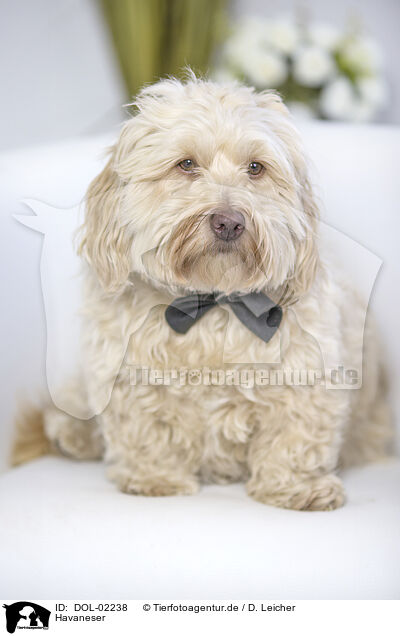 Havaneser / Havanese / DOL-02238