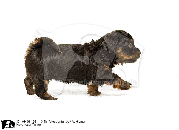 Havaneser Welpe / Havanese puppy / AH-08454