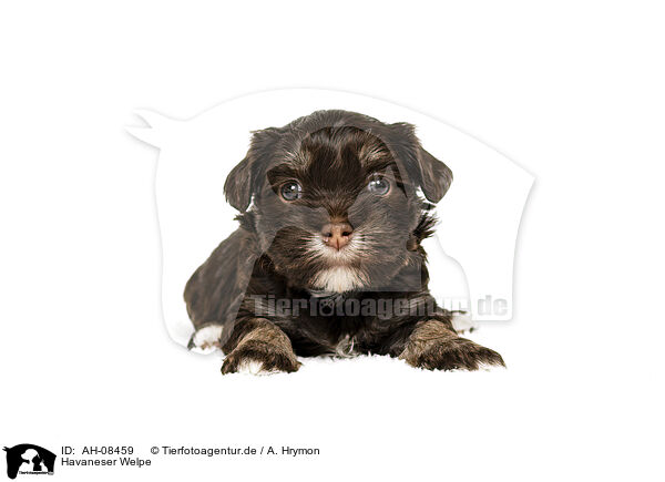 Havaneser Welpe / Havanese puppy / AH-08459