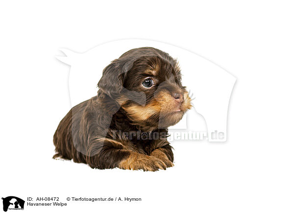 Havaneser Welpe / Havanese puppy / AH-08472