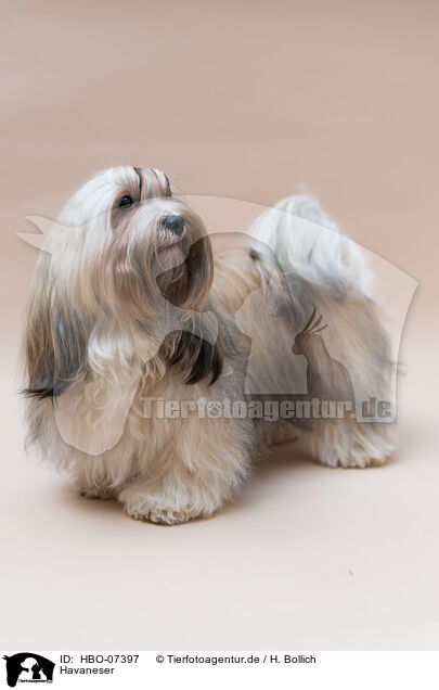 Havaneser / Havanese / HBO-07397