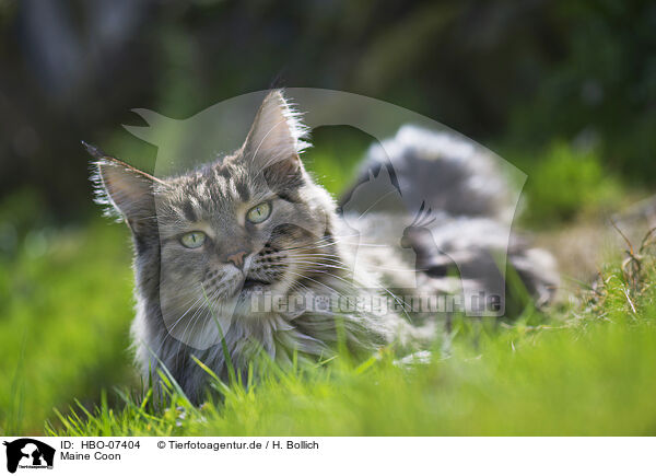 Maine Coon / HBO-07404