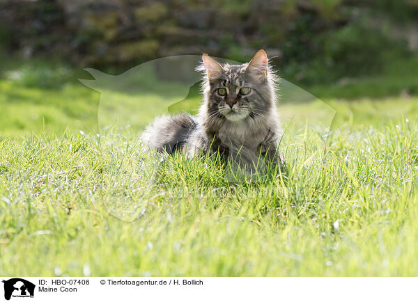 Maine Coon / HBO-07406