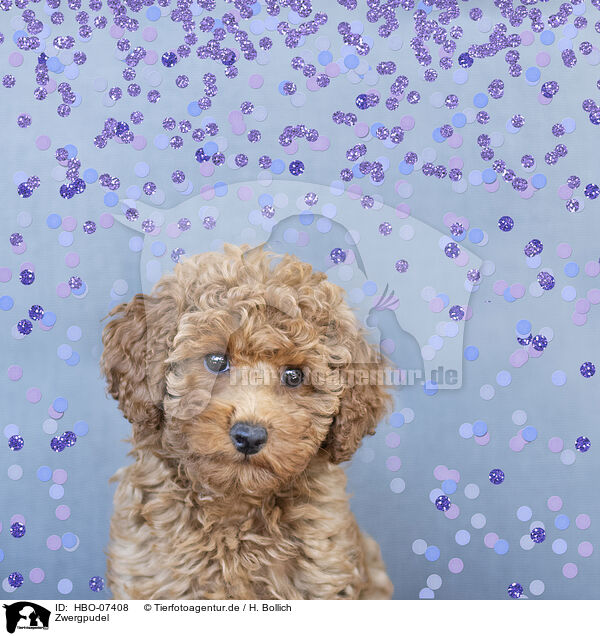 Zwergpudel / Miniature Poodle / HBO-07408