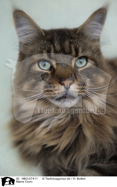 Maine Coon / Maine Coon / HBO-07411